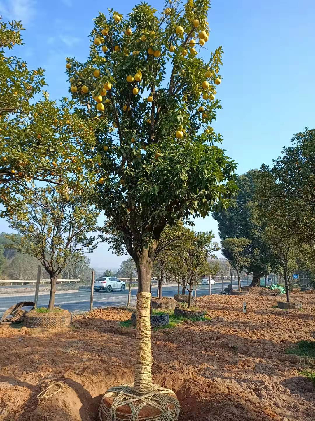 40公分香泡 全冠苗 香泡树健康无虫害,移栽苗