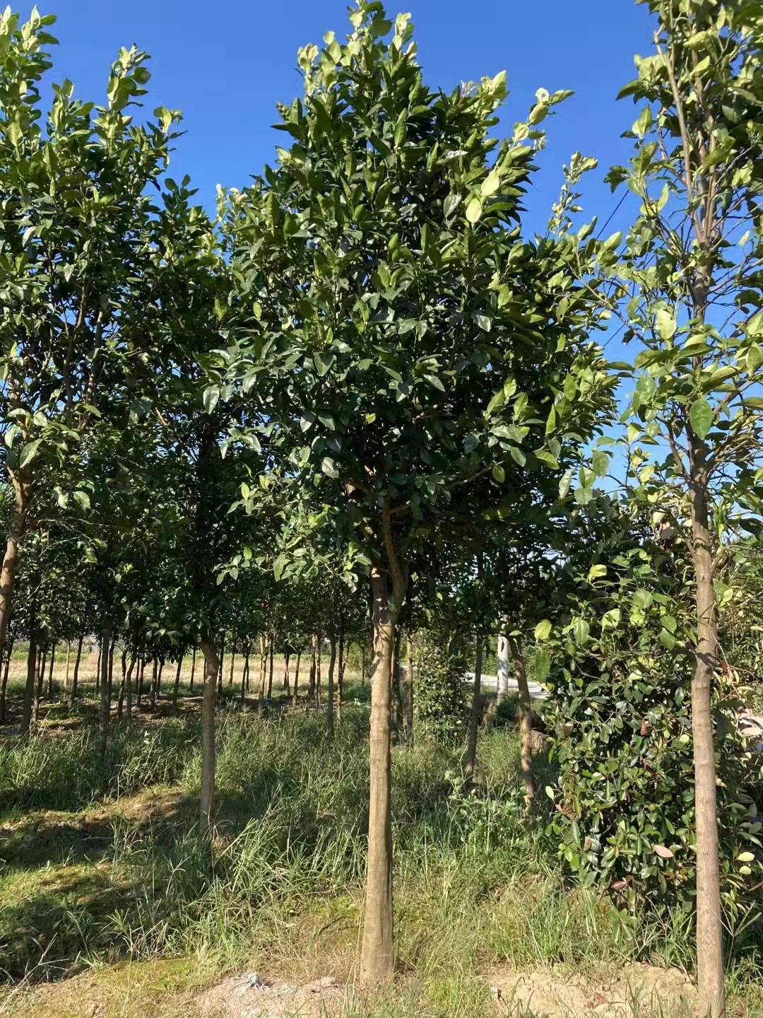 40公分香泡 全冠苗 香泡树健康无虫害,移栽苗