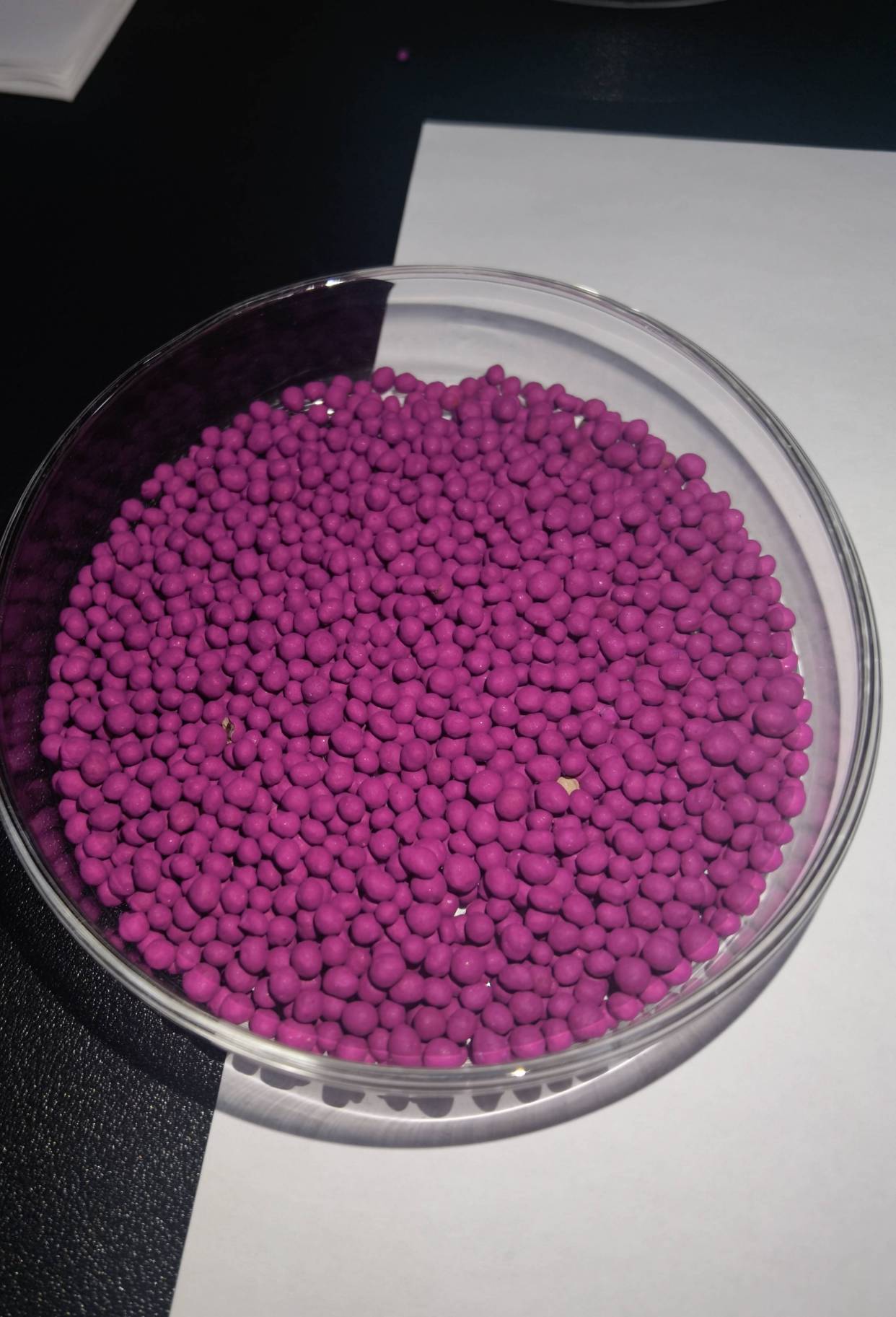 紫穗槐种子