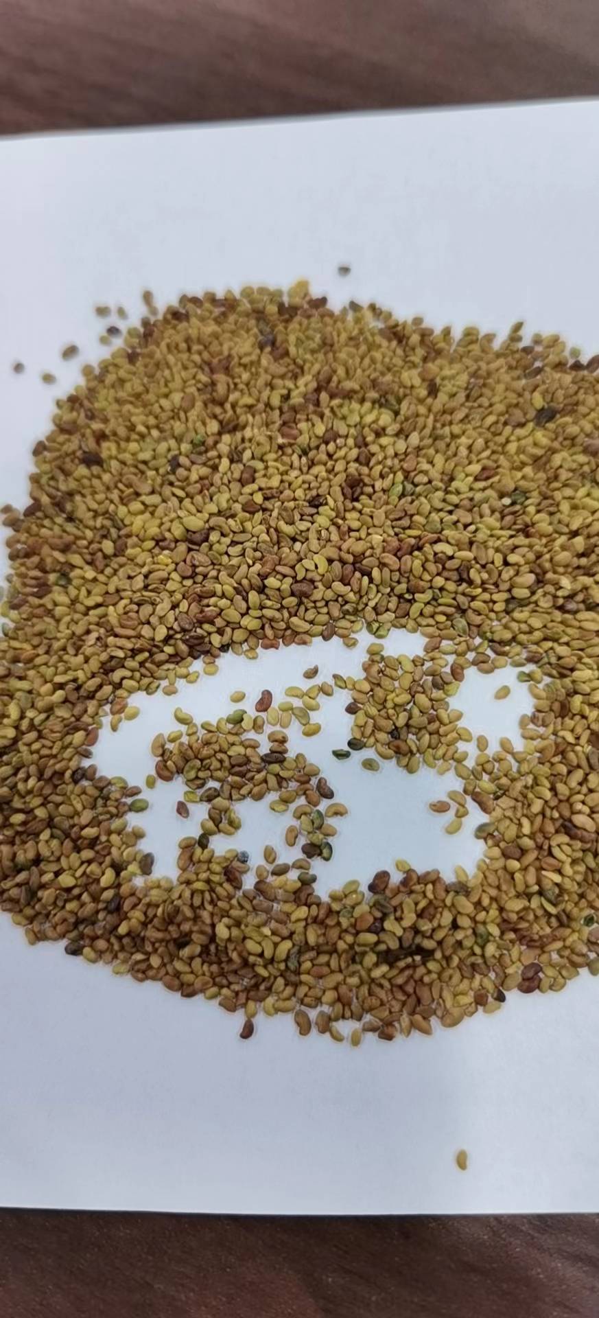紫菀种子厂家