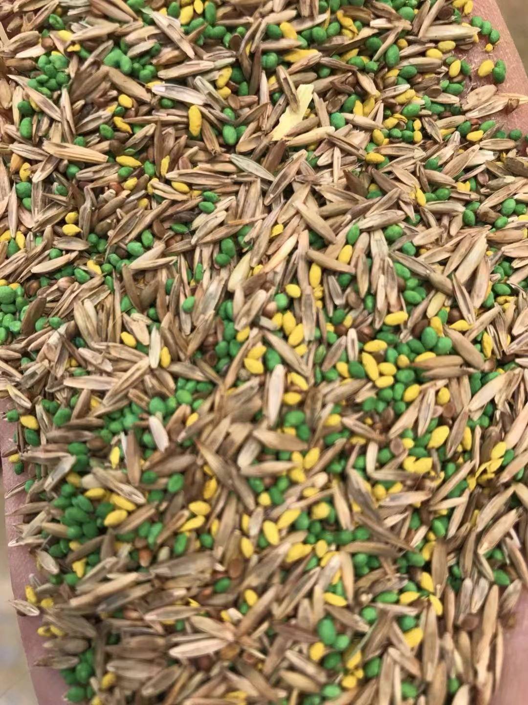 紫菀种子厂家