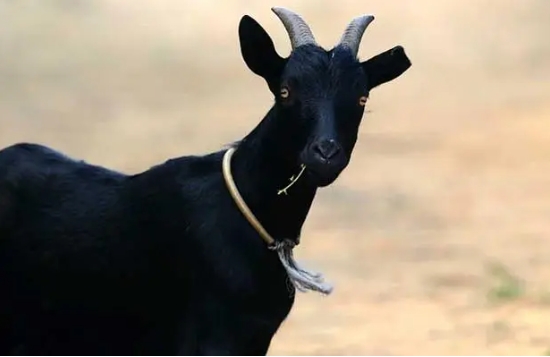 海南四大名菜之万宁东山羊