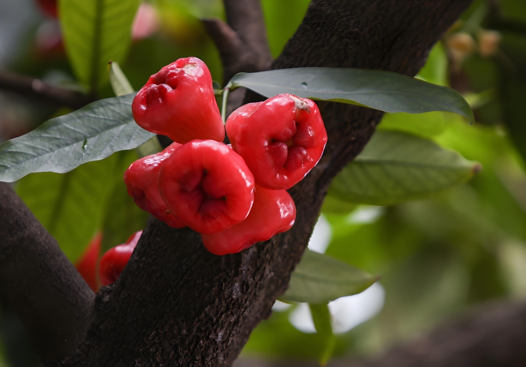 探寻海南水果洋蒲桃:来自热带的清甜珍宝