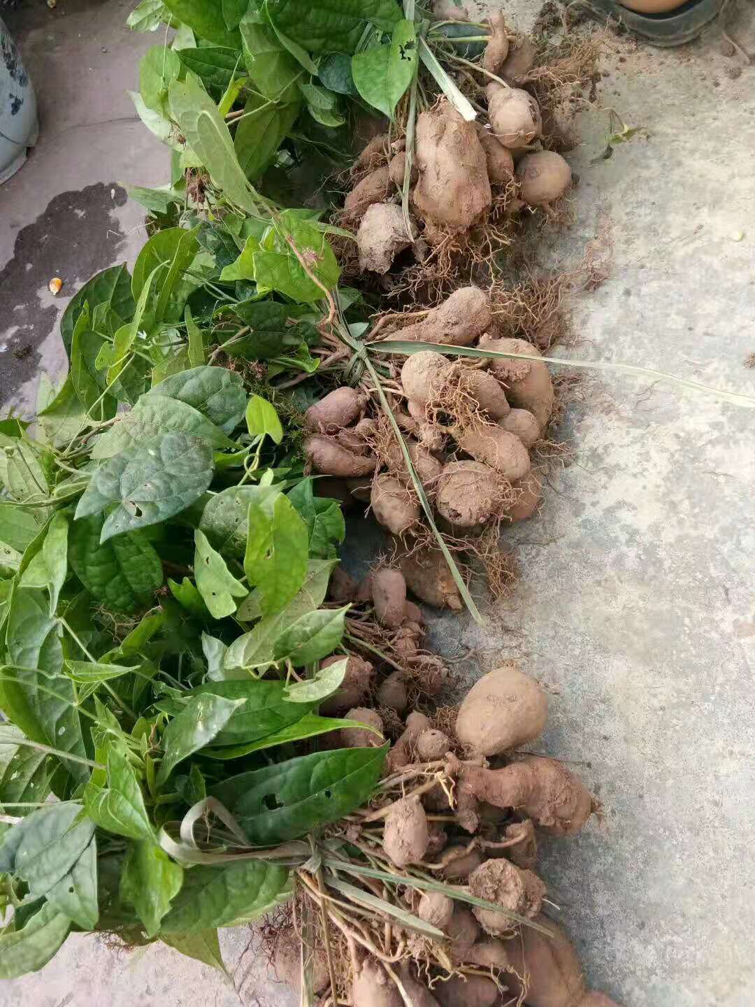 云南大金果榄苗种植环境