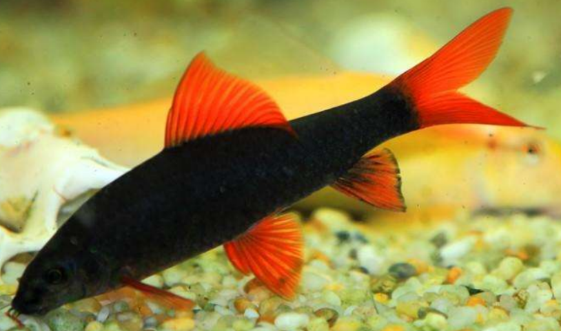 彩虹鲨会攻击其他鱼吗?