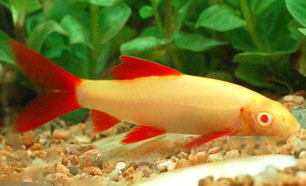 彩虹鲨会攻击其他鱼吗?