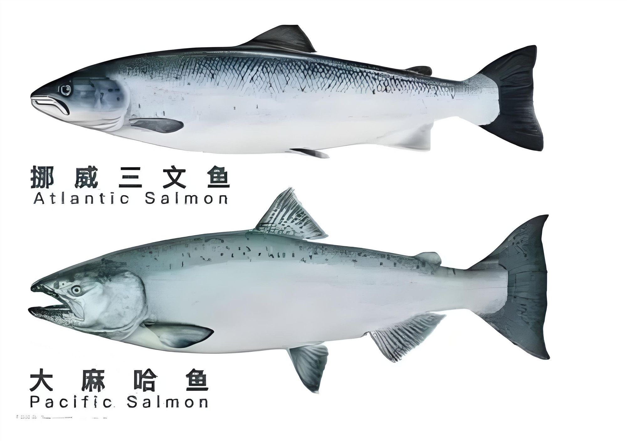 大马哈鱼和三文鱼的区别?同宗不同貌的洄游精灵