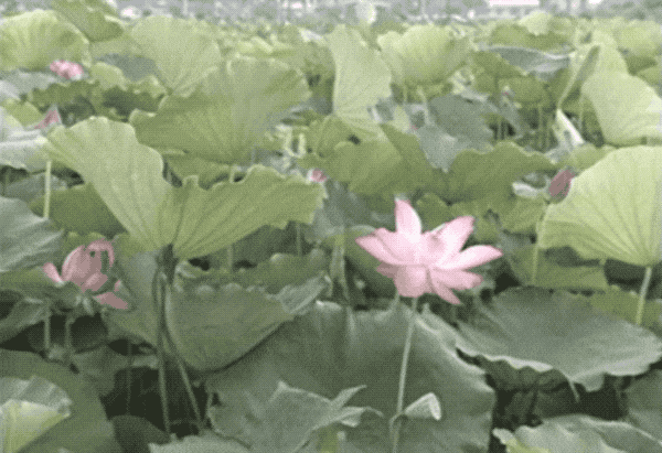 映日荷花别样红,小荷才露尖尖角,四面荷花三面柳,荷花的诗句脱口而出