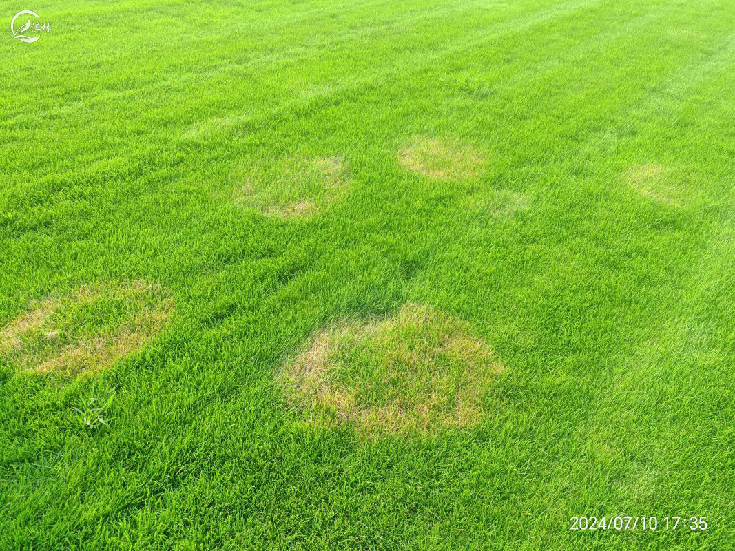 北方警报!草坪褐斑病高发!