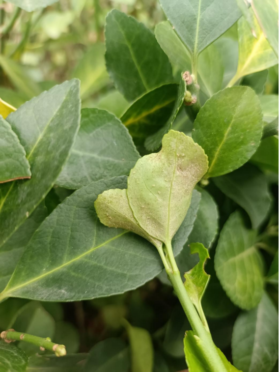 卫矛上的"白蜘蛛"如何防?