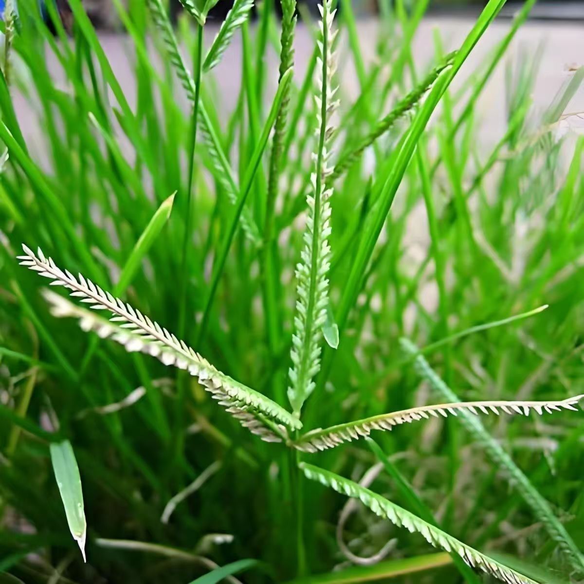 牛筋草:坚韧不拔的田野守护者