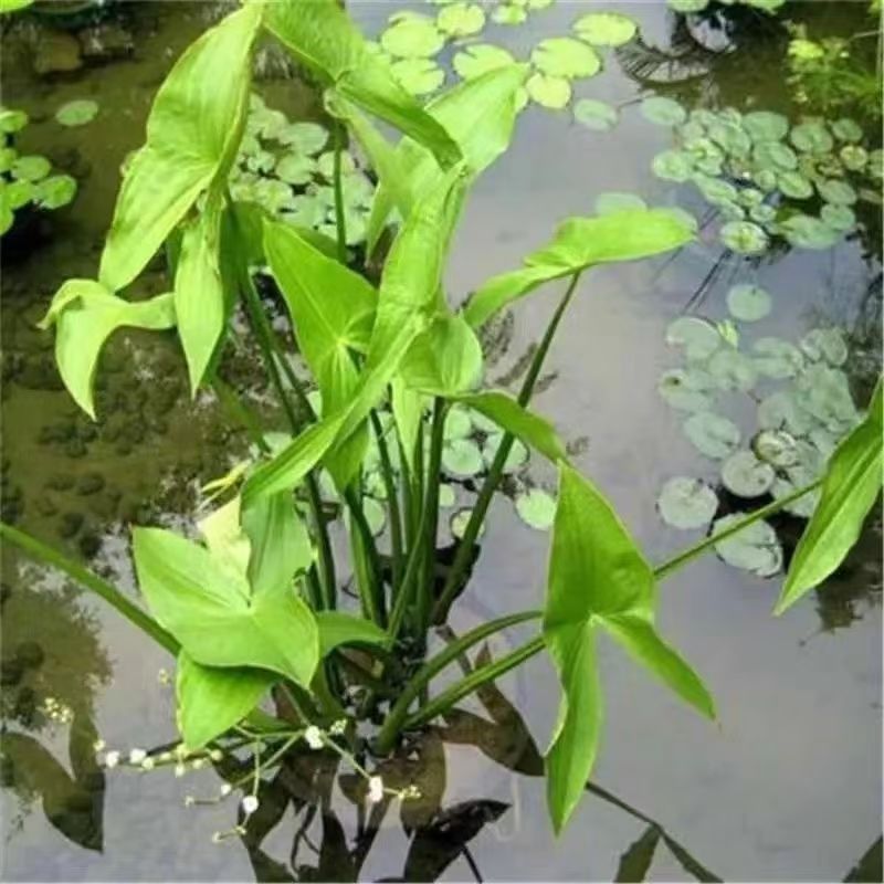 慈姑:水生植物的瑰宝