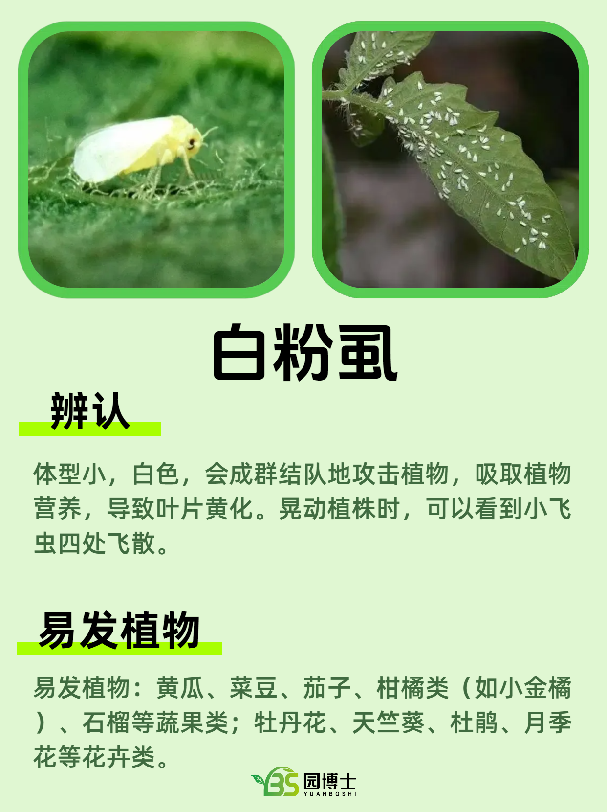秋季常见的植物虫害及辨认方法