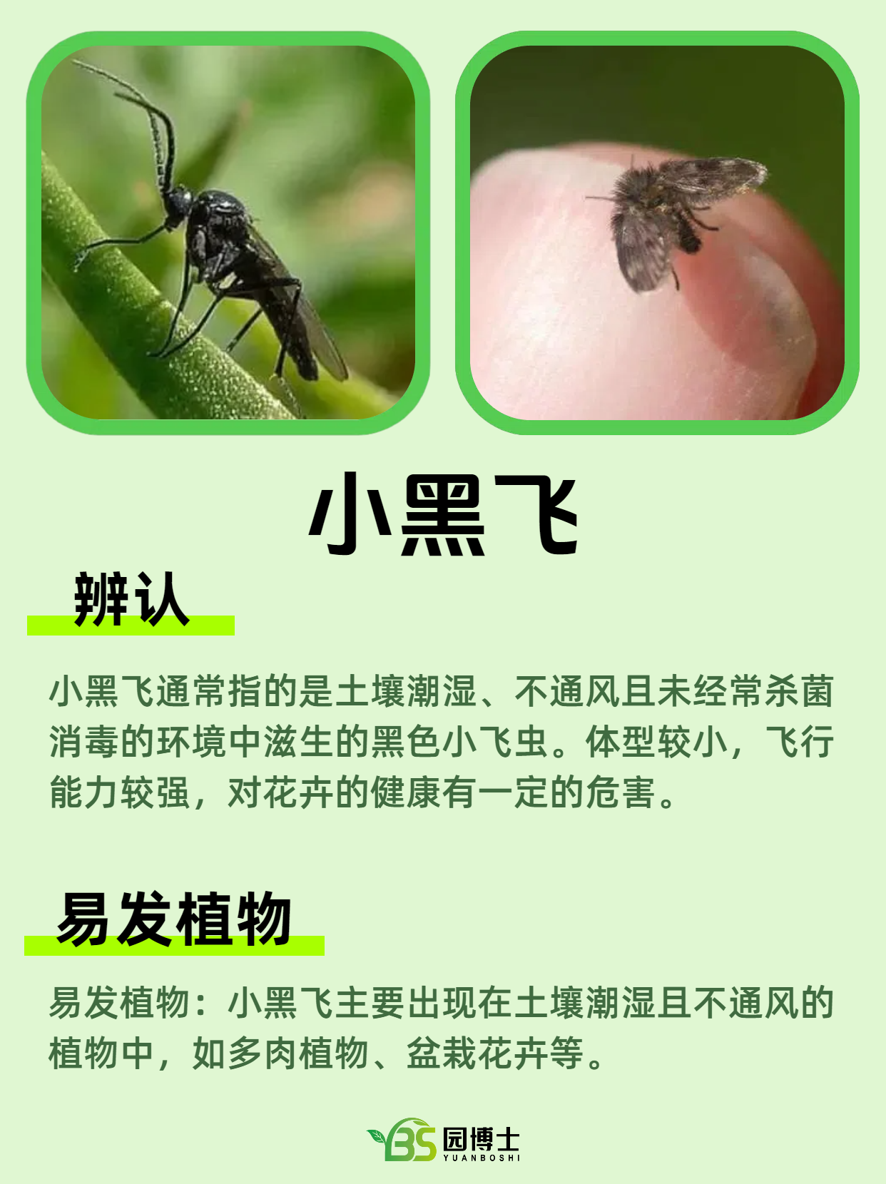 秋季常见的植物虫害及辨认方法