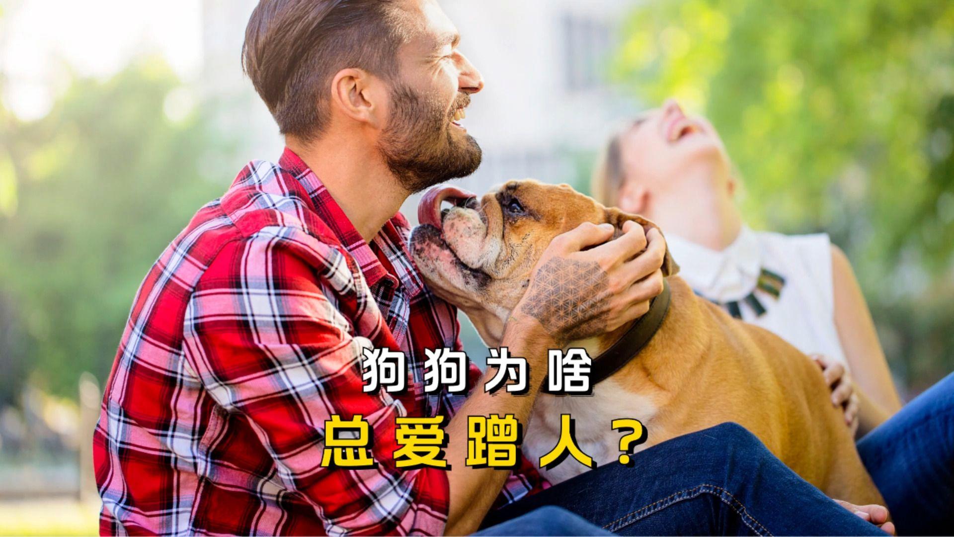 狗狗为什么喜欢人摸它头百科在线 狗狗为什么喜欢人摸它头百科在线