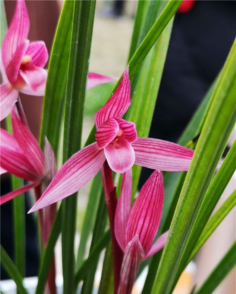 桃花红杏花白万素兰图片