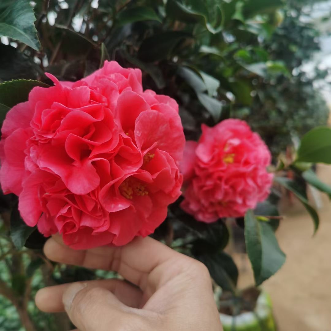 宝贝夫人茶花开多大图片