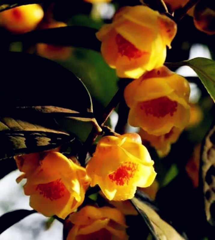 这款金色茶花,被誉为"皇帝花",珍贵稀缺,一般人没见过