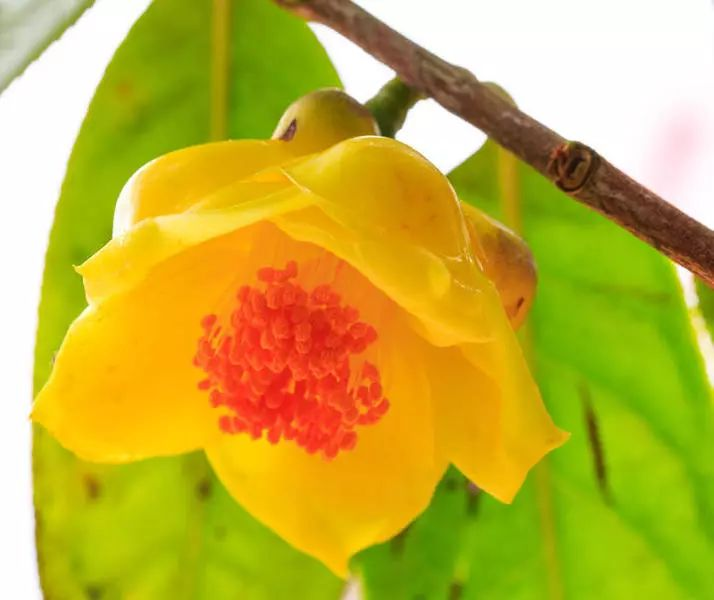 此花是我国"独有",更是广西的骄傲,金瓣玉蕊,能观赏可食用