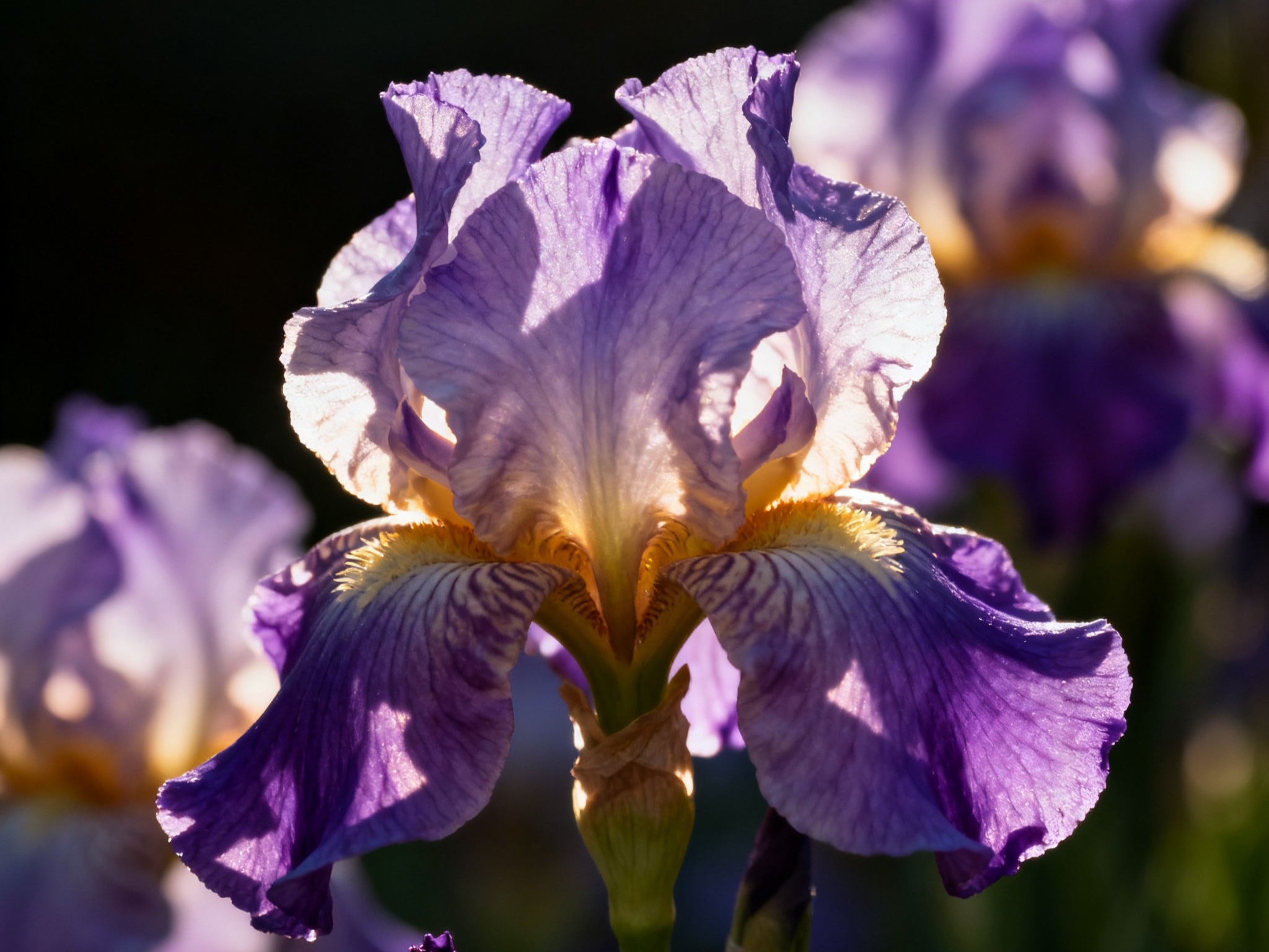 鸢尾花的"花语密码":藏在花瓣里的寓意