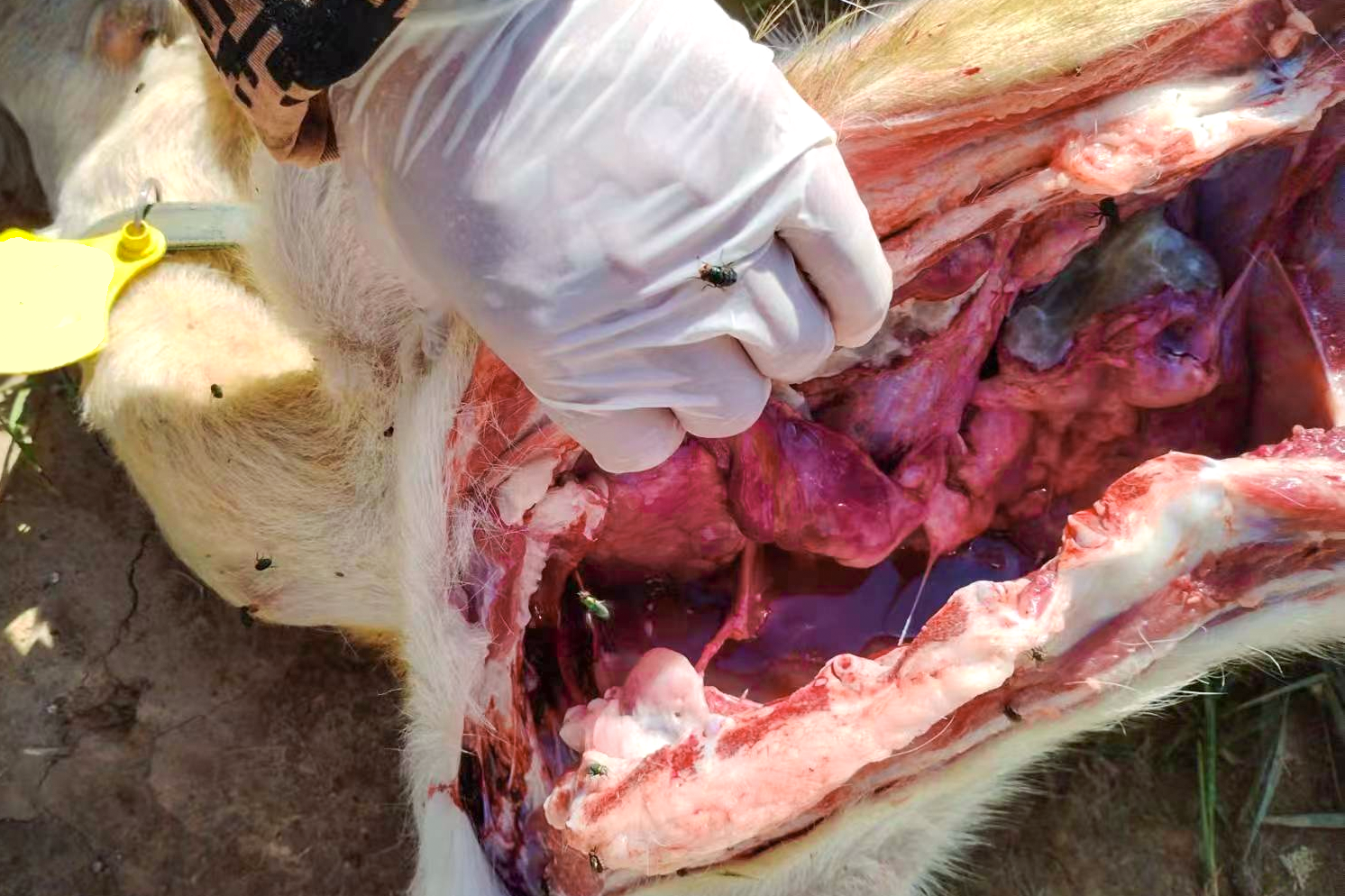 加强护理:将病羊放置在通风良好,温暖和安静的圈舍,提供营养丰富,优质