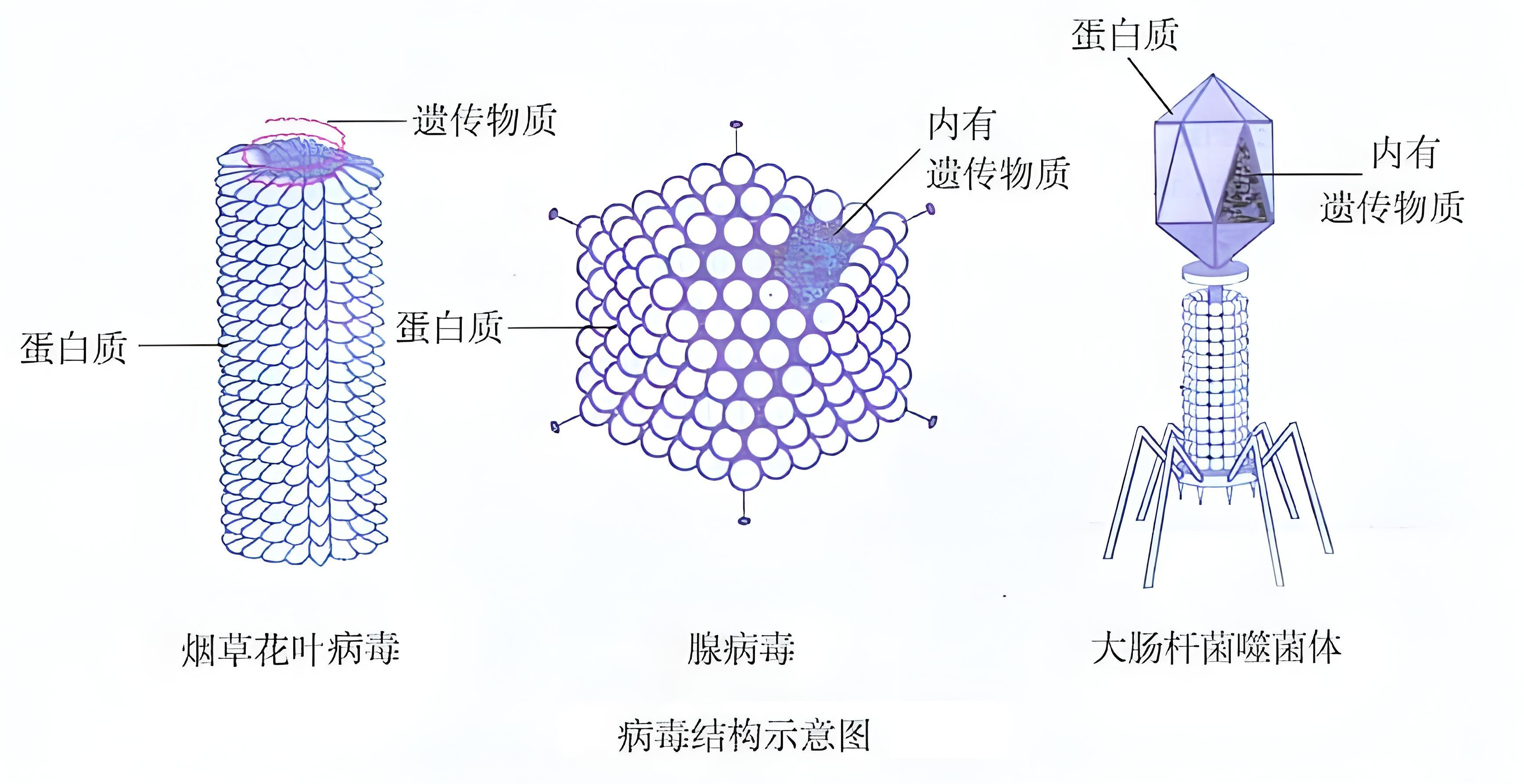  近期病毒名称大全图片(近期流行的病毒)