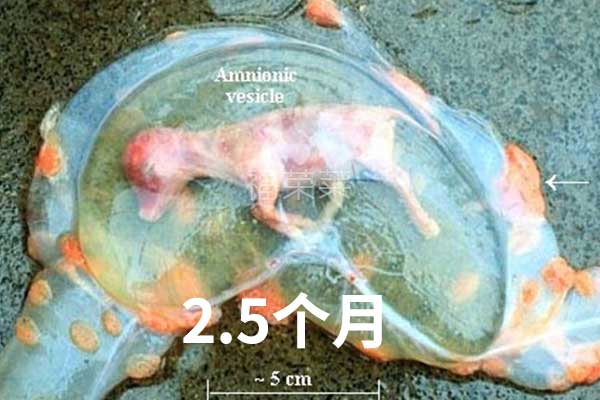 母牛早期胚胎死亡流产的原因及措施