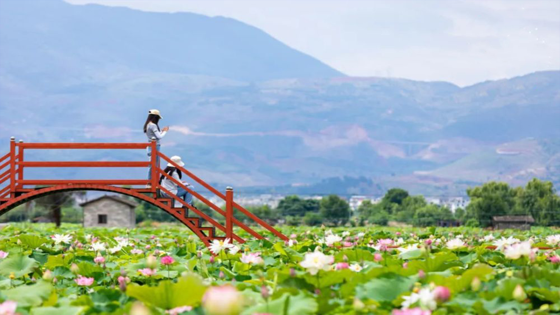 云南丽江永胜县三川坝"万亩荷花齐绽放"