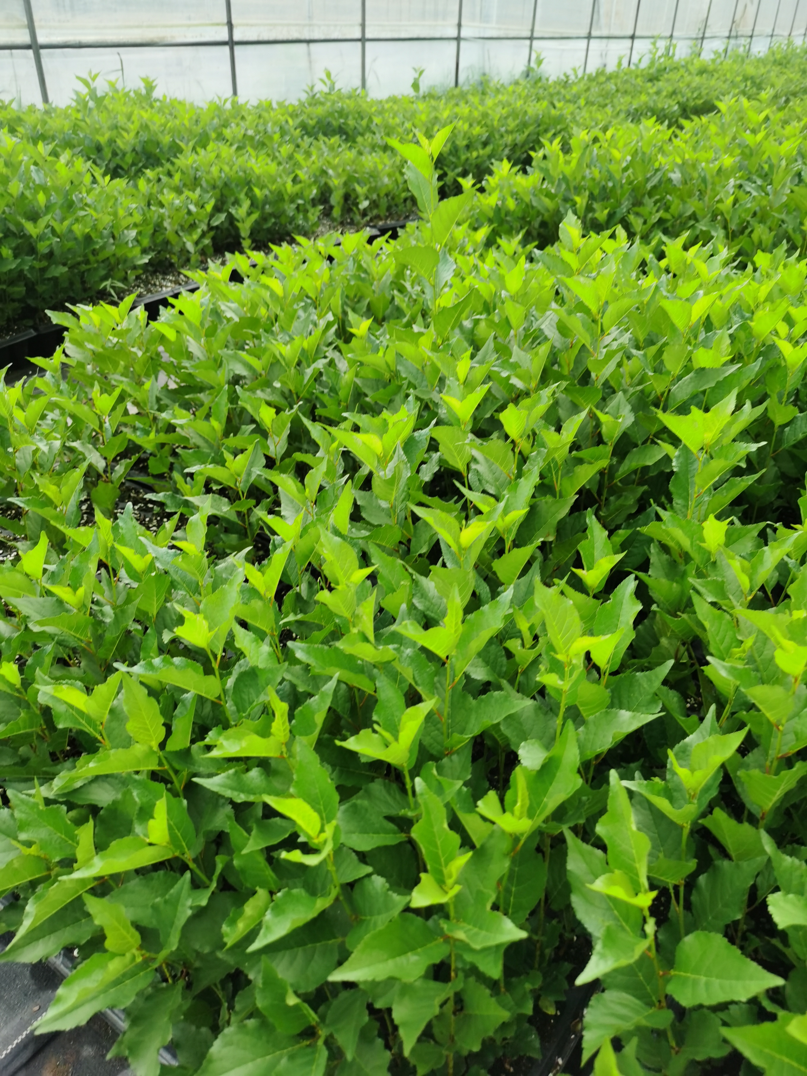 老樱桃园种植的优选吉塞拉砧木——吉塞拉17号砧木苗