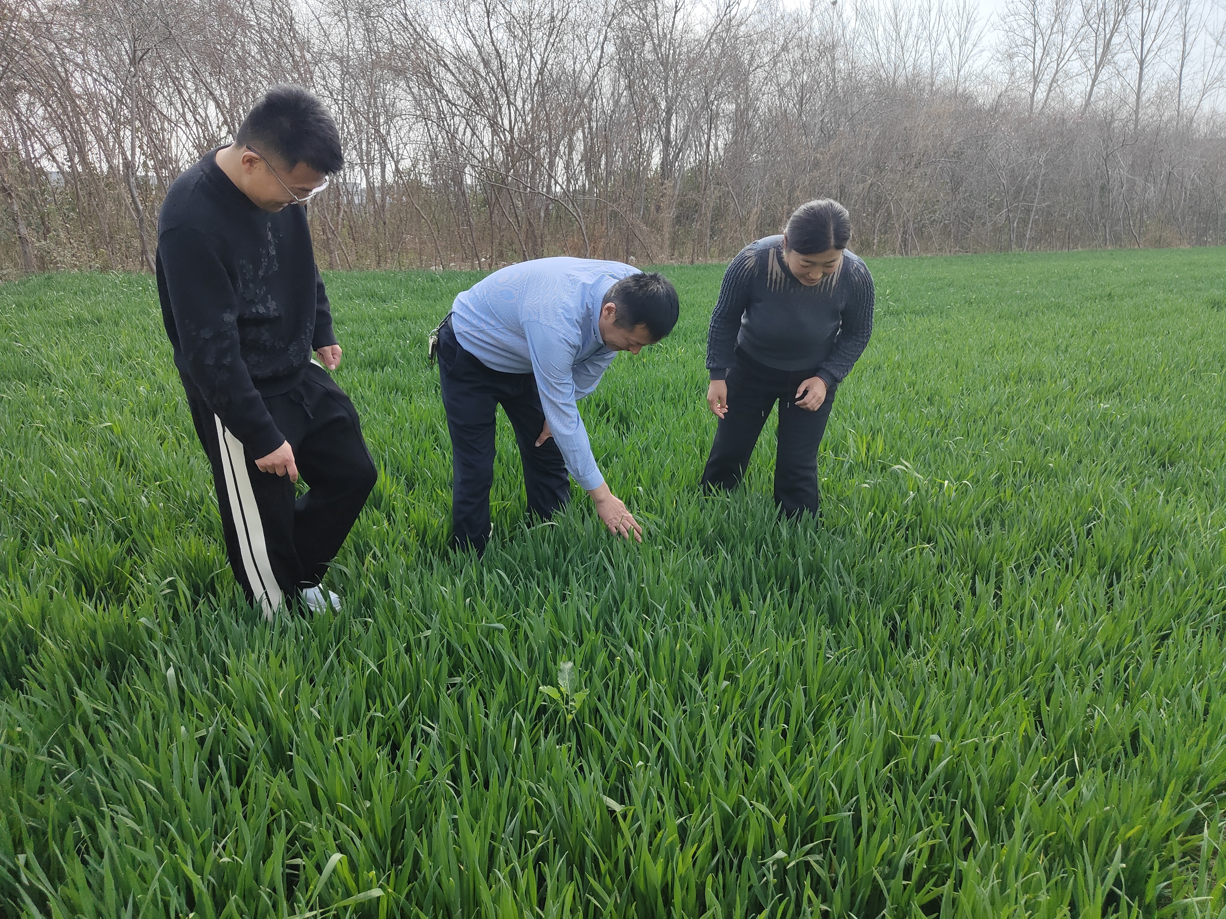 小麦什么时间打矮壮素最合适