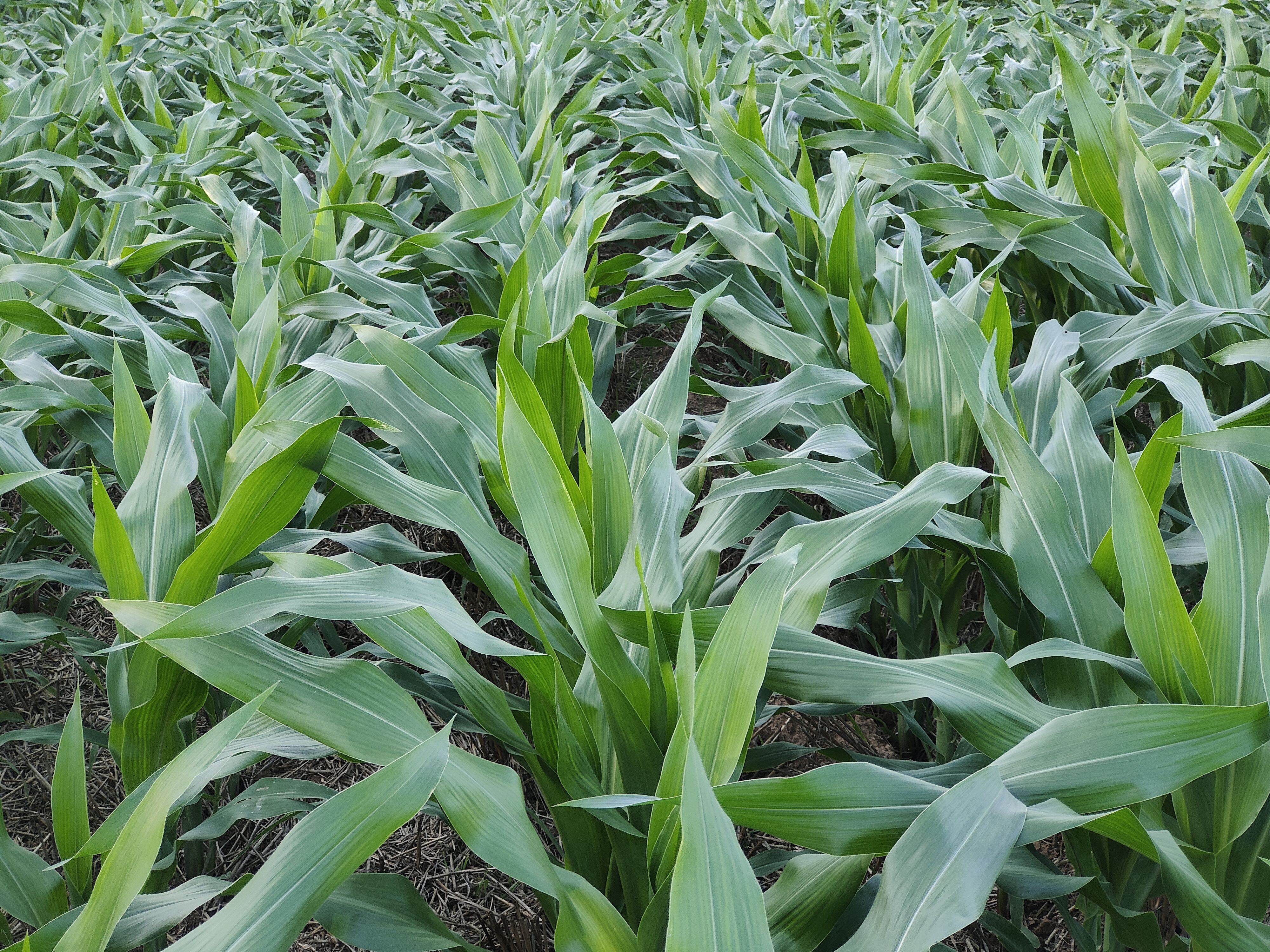 玉米品种良玉99,有哪些优缺点