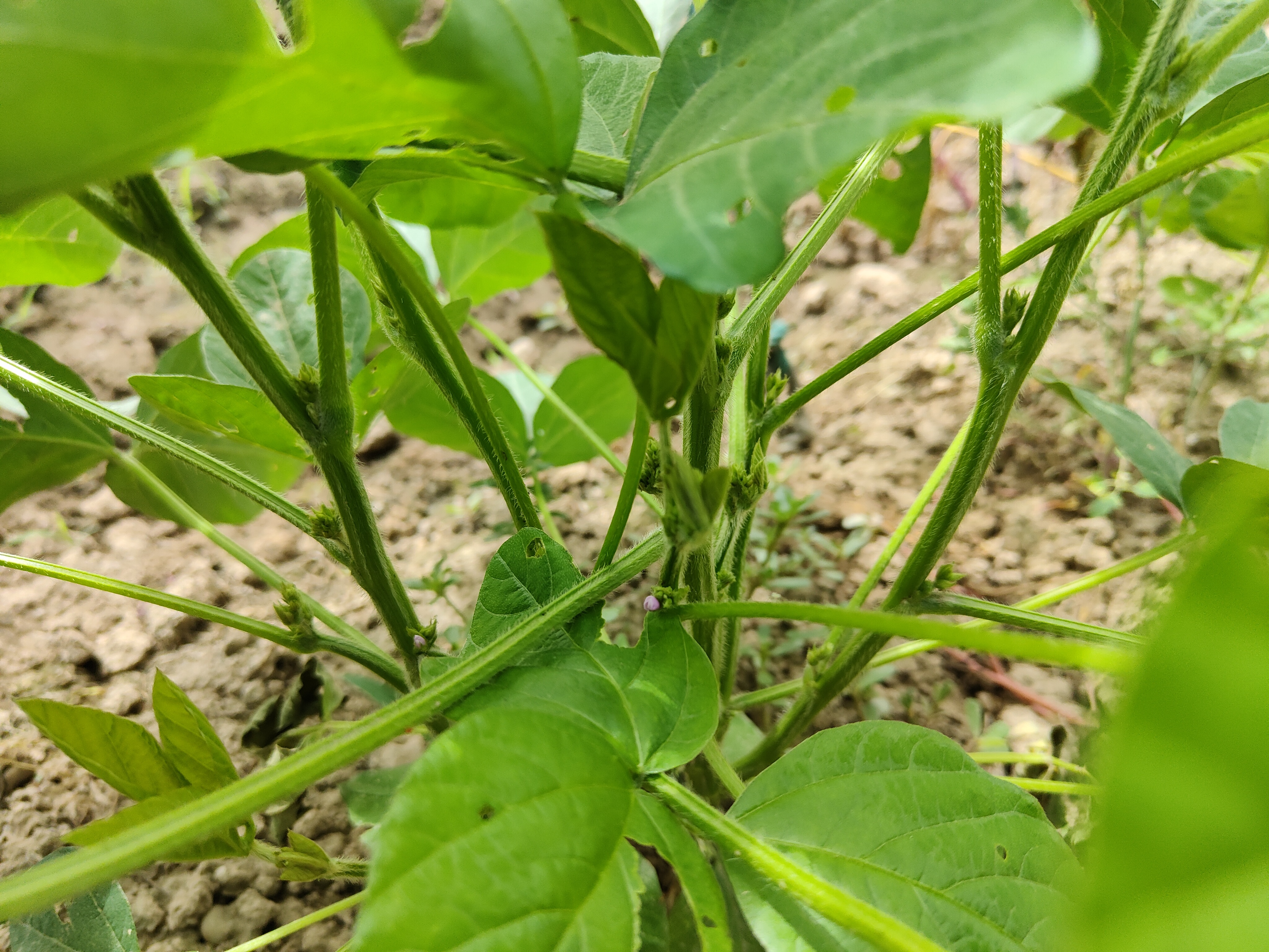 河南夏播大豆高产品种图片