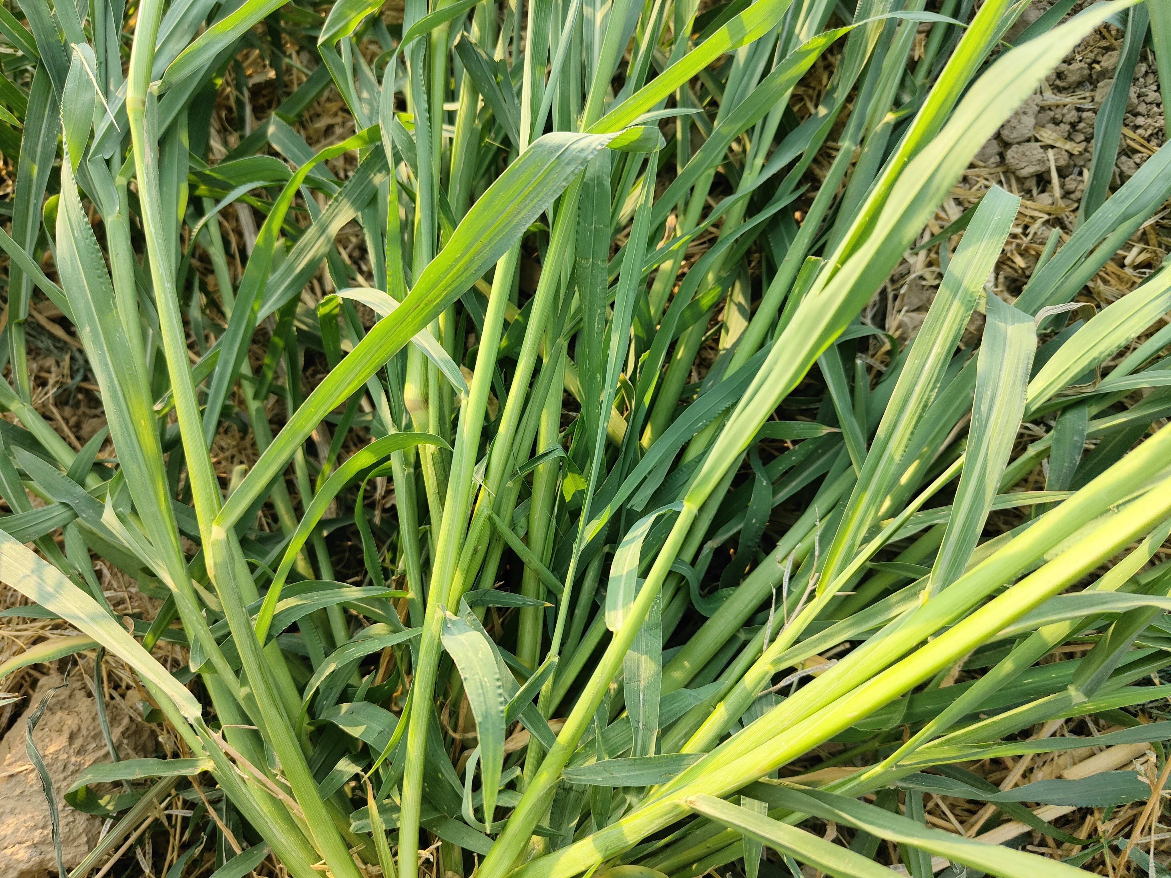 羊吃什么草,长得快,肥得快