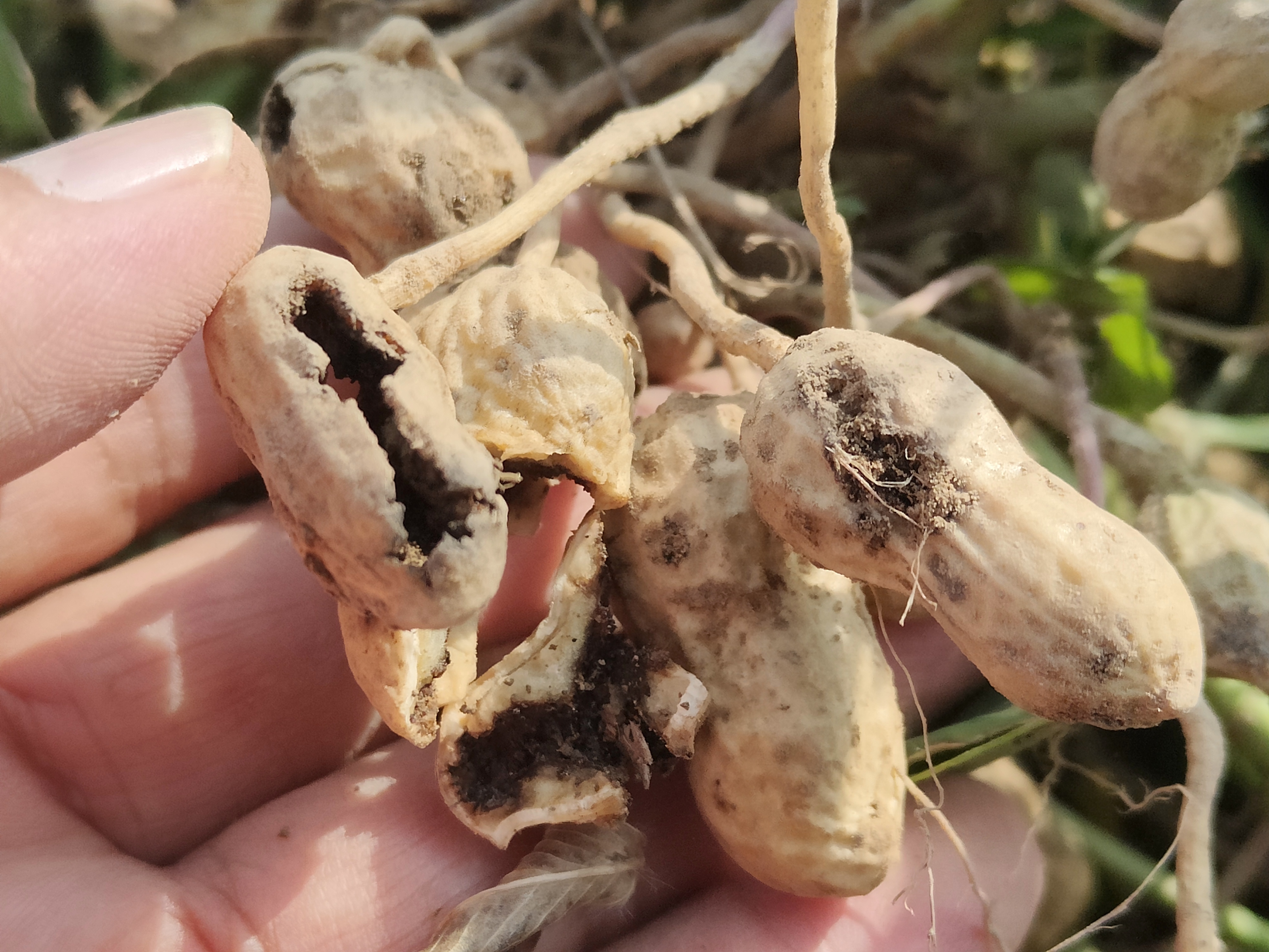 防治花生地下害虫,用哪些药剂最好