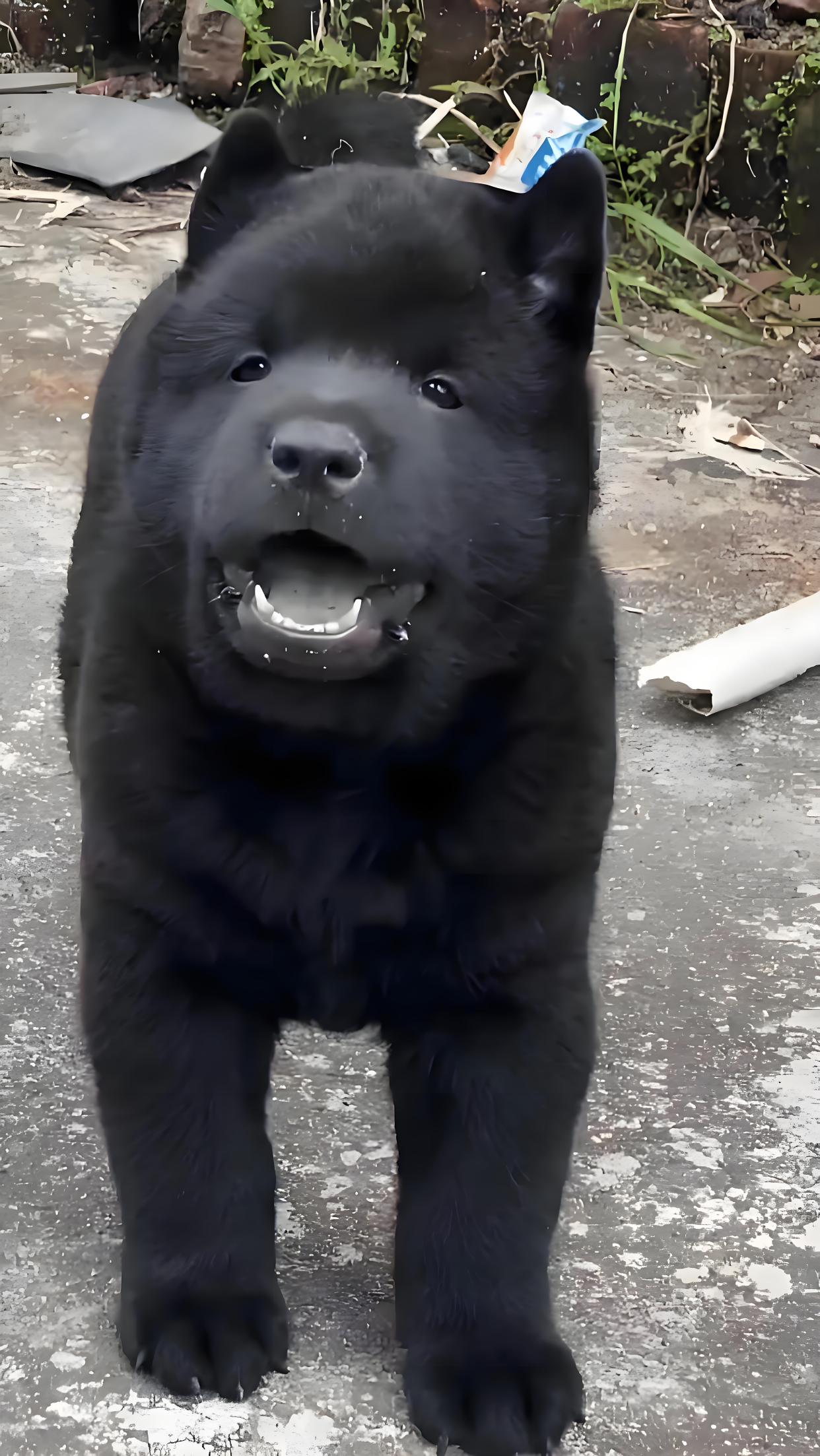 中华田园犬神犬之五黑犬