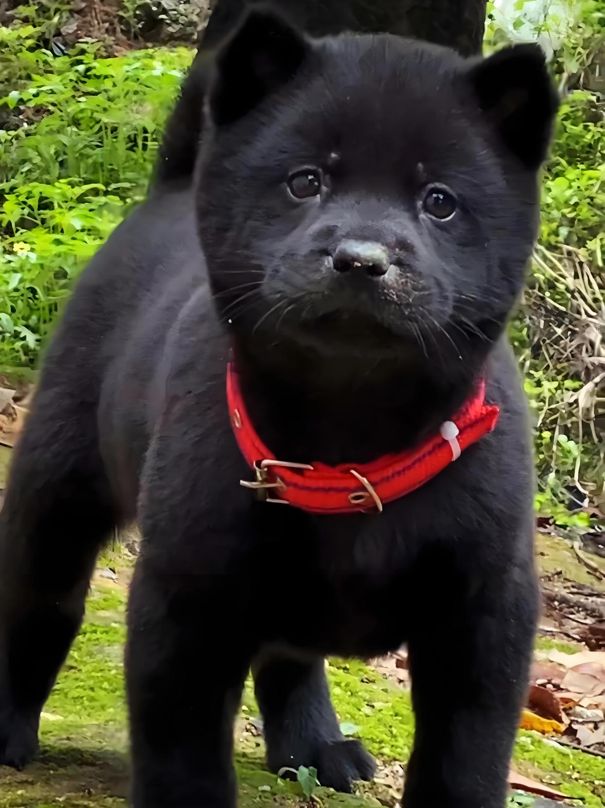 中华田园犬神犬之五黑犬