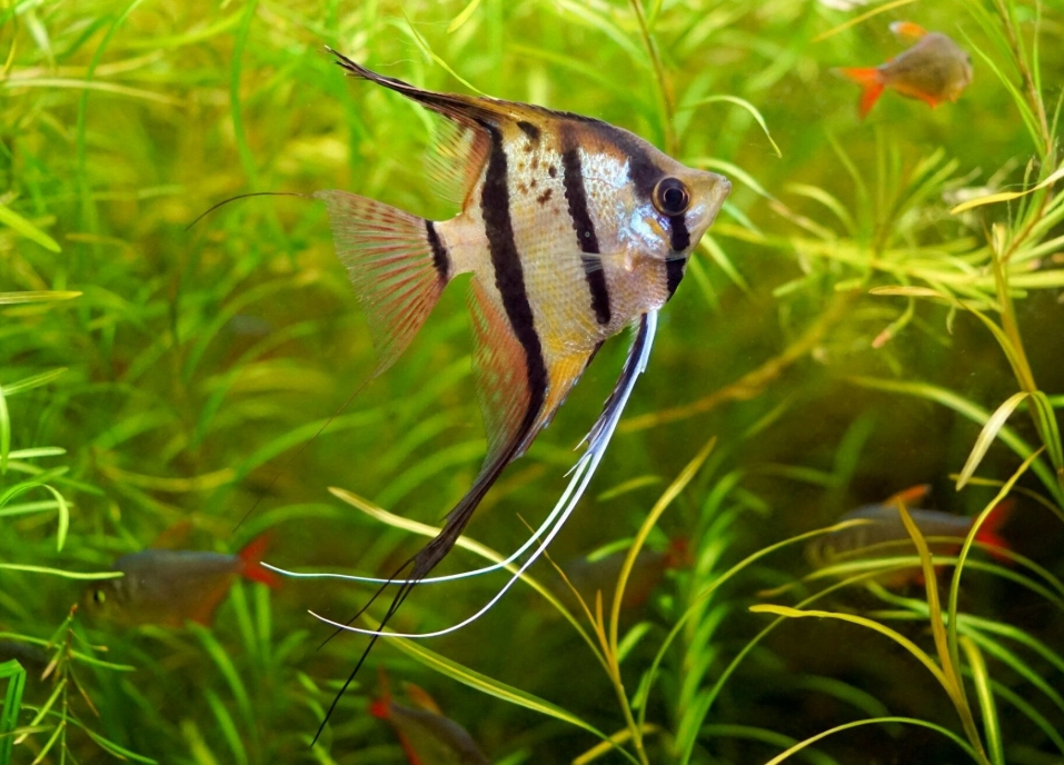 观赏鱼哪种鱼最好养