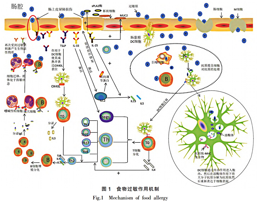 科研人视角:过敏反应的4种类型及作用机制