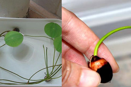 想要成功种植莲子并让其发芽,需要遵循一系列的科学步骤和注意事项.