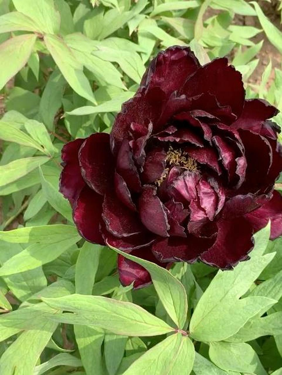 黑豹牡丹为毛茛科,芍药属牡丹品种,花深紫红色,菊花或荷花型,花瓣硬有