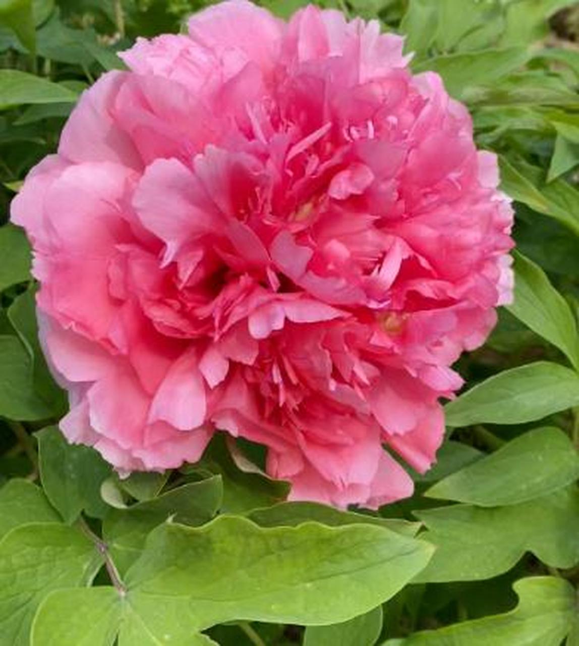 仙桃牡丹是菏泽牡丹名品,花瓣深宫粉红色,花型丰满高耸且重达一斤.