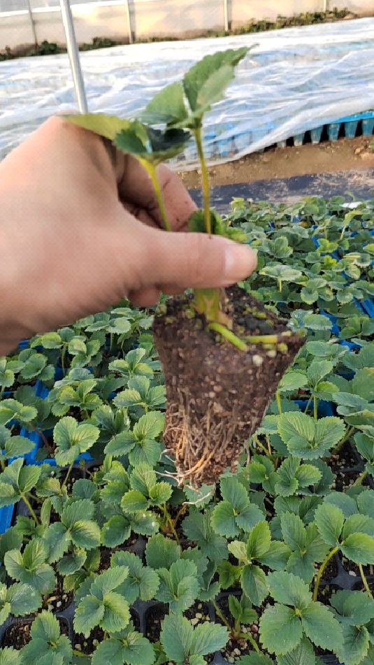 大叶红颜九九草莓苗种苗,草莓苗基地-度小视