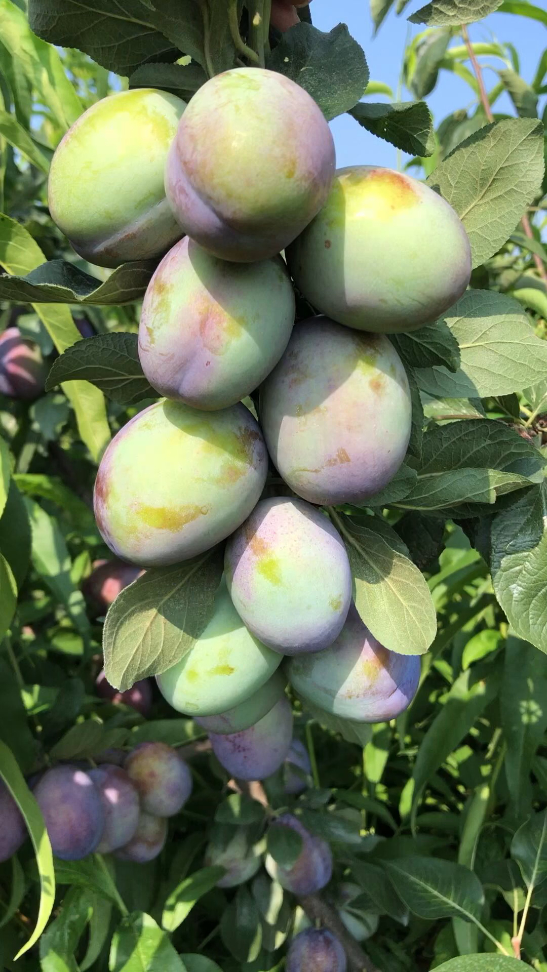 西梅树苗结果成串,8月成熟,嫁接西梅苗3年开始结果,自花授粉,抗寒果树