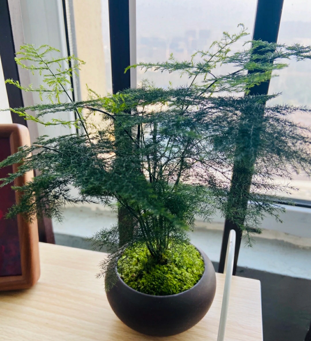 11月份的文松有"4怕",难怪叶子总是发黄,赶紧纠正还不晚