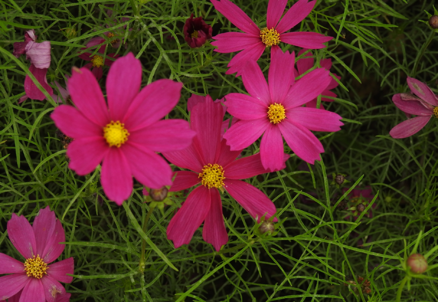 红色的波斯菊植物.