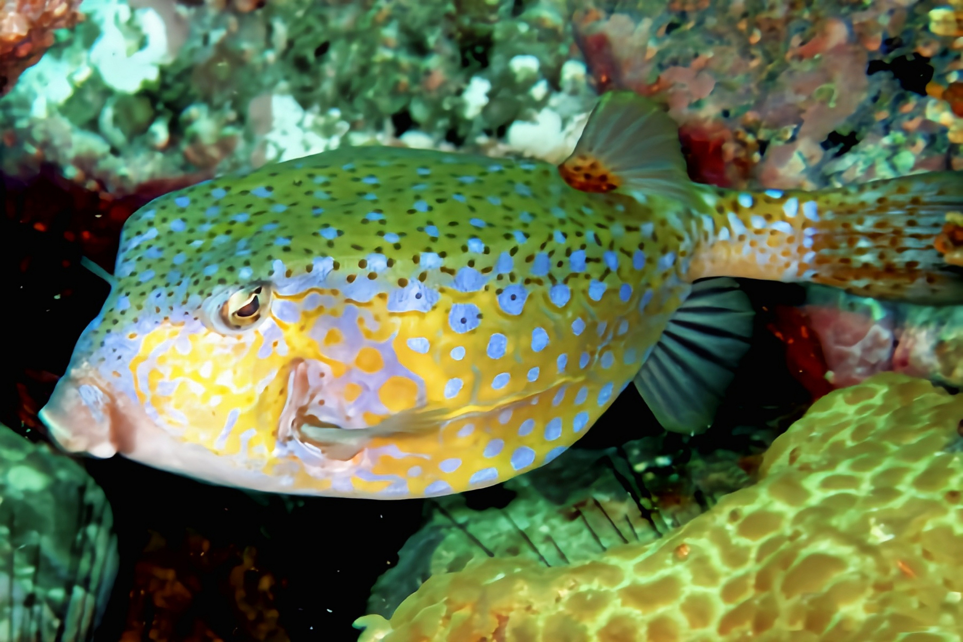每天认识一种动物——蓝点箱鲀 蓝点箱鲀别名无斑箱鲀原产于太平洋
