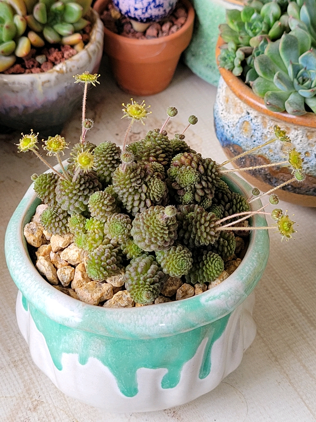 多肉魔男开花了!