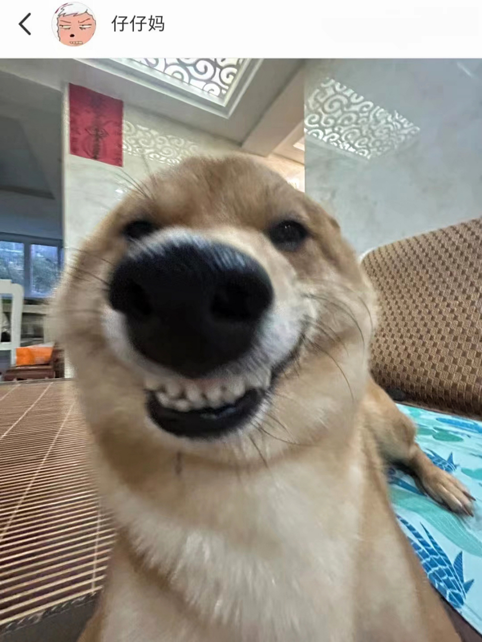 谁懂啊,莫名被狗子的表情戳中笑点,网友:它好像那个自行车座子,我有急