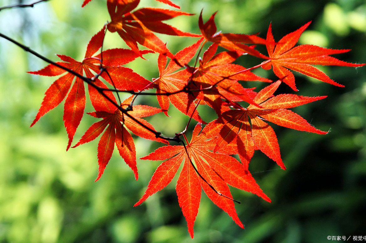 金秋温柔的颜色