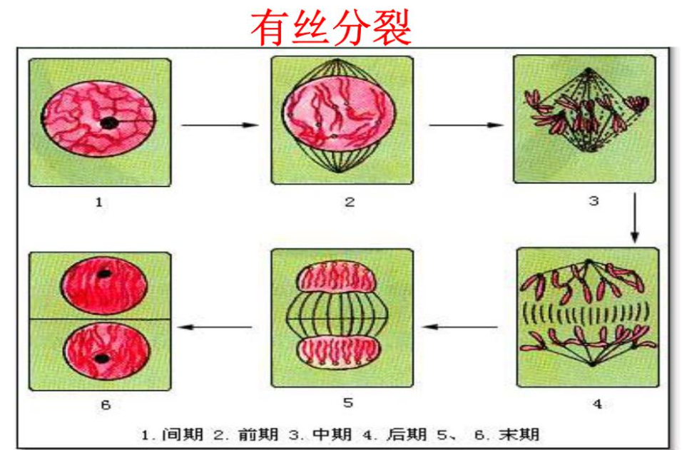 高一生物观察细胞有丝分裂实验视频(高一生物观察细胞有丝分裂实验视频教学)